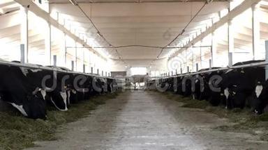 奶牛站在摊子里，用面粉吃青贮饲料，农夫，奶牛在农场吃草，总体计划